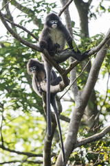 Trachypithecus phayrei