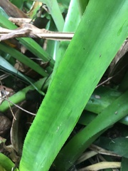 Aechmea cephaloides