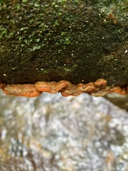 Rigidoporus