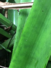 Aechmea cephaloides