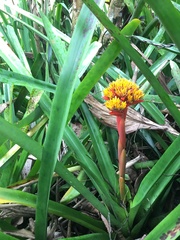 Aechmea cephaloides