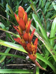 Aechmea catendensis