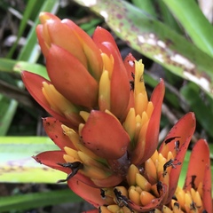 Aechmea catendensis