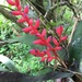Coralberry Bromeliad - Photo (c) Ben P, some rights reserved (CC BY), uploaded by Ben P