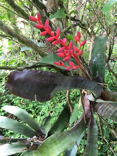 Image of Aechmea fulgens by (c) B. Phalan, some rights reserved (CC BY)