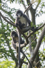 Trachypithecus phayrei