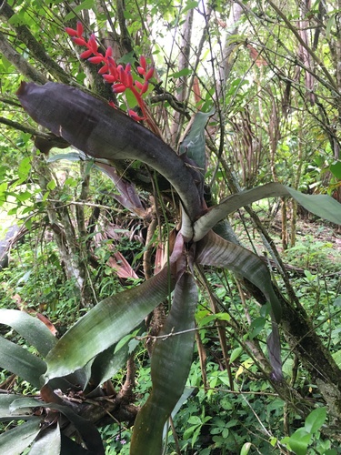 Image of Aechmea fulgens by (c) B. Phalan, some rights reserved (CC BY)