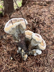 Phaeolus schweinitzii