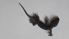 Gehyra mutilata