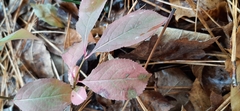 Aronia arbutifolia
