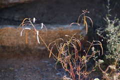 Heliophila variabilis