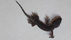 Gehyra mutilata
