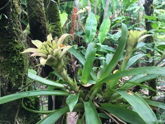 Guzmania lingulata