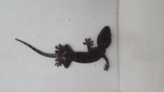 Gehyra mutilata