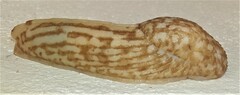 Polytoxon robustum