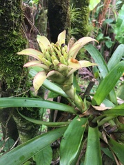 Guzmania lingulata