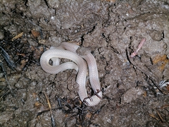 Atractus trilineatus