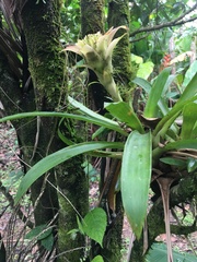 Guzmania lingulata