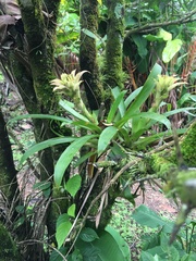 Guzmania lingulata