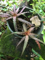 Cryptanthus