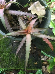 Cryptanthus