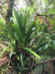 Aechmea mertensii
