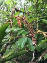 Aechmea mertensii