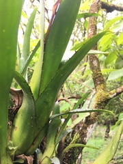 Aechmea mertensii