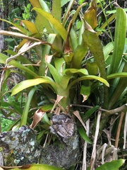 Bromeliaceae