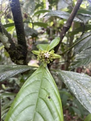 Rubiaceae