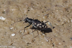 Cicindela haemorrhagica