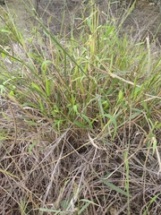 Echinochloa