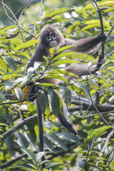 Trachypithecus phayrei