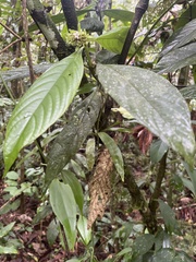 Rubiaceae
