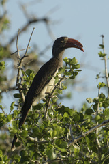 Lophoceros alboterminatus