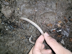 Atractus trilineatus