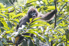 Trachypithecus phayrei