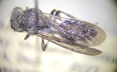 Pompiloidea