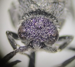 Pompiloidea