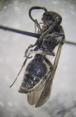 Pompiloidea