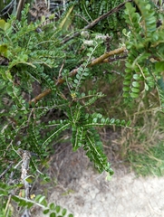 Sophora microphylla