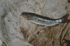 Lebiasina bimaculata