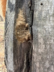 Lymantria dispar