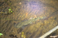 Lebiasina bimaculata