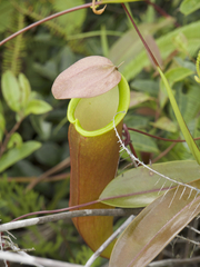 Nepenthes sanguinea