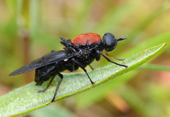 Clitellaria ephippium