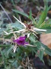 Centaurea calcitrapa