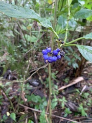 Palicourea brachiata