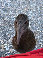 Gallirallus australis australis