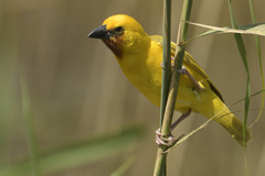 Ploceus xanthopterus marleyi